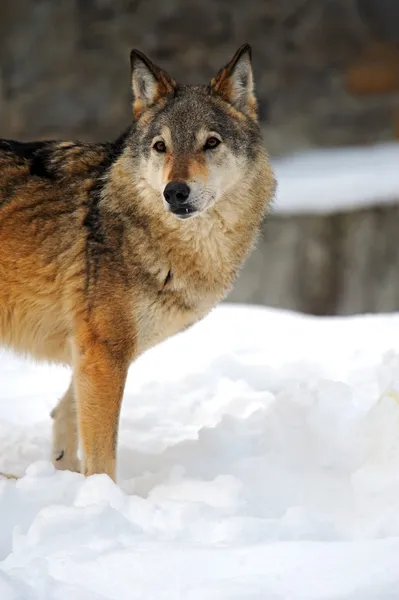 Wolf in de winter — Stockfoto