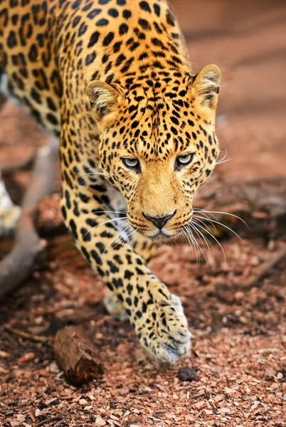 leopar