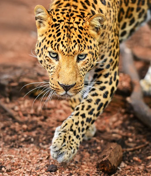 leopar