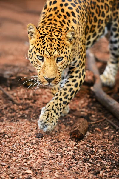 Leopard — Stockfoto