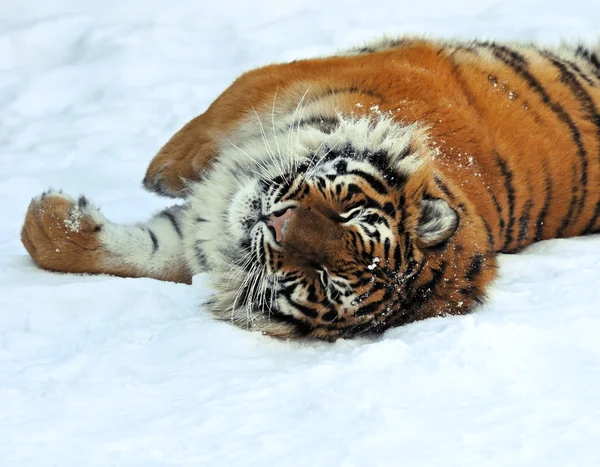 老虎的冬天 — 图库照片