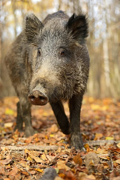Дикая свинья — стоковое фото