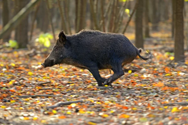 Wild varken — Stockfoto