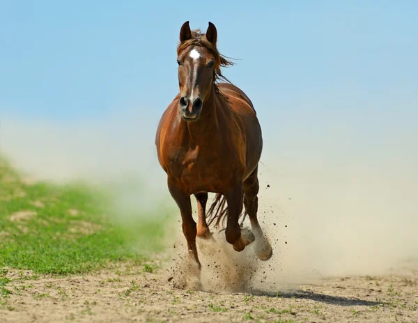 Cavallo — Foto Stock