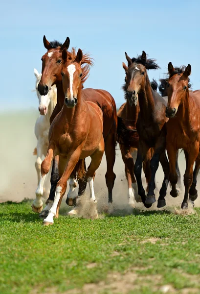 Paard — Stockfoto