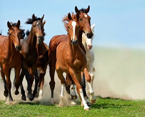 Cavalo — Fotografia de Stock