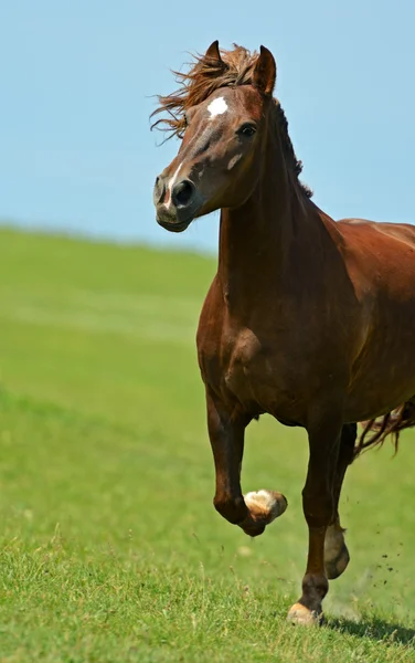 Horse — Stock Photo, Image