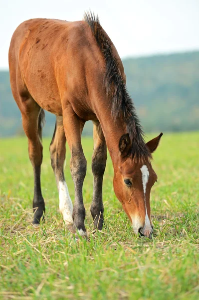 Horse — Stock Photo, Image