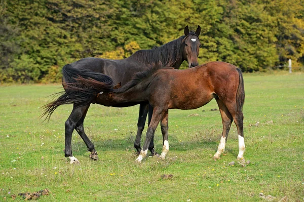 Cavallo — Foto Stock