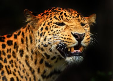 leopar