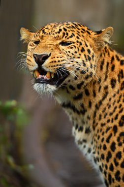 leopar