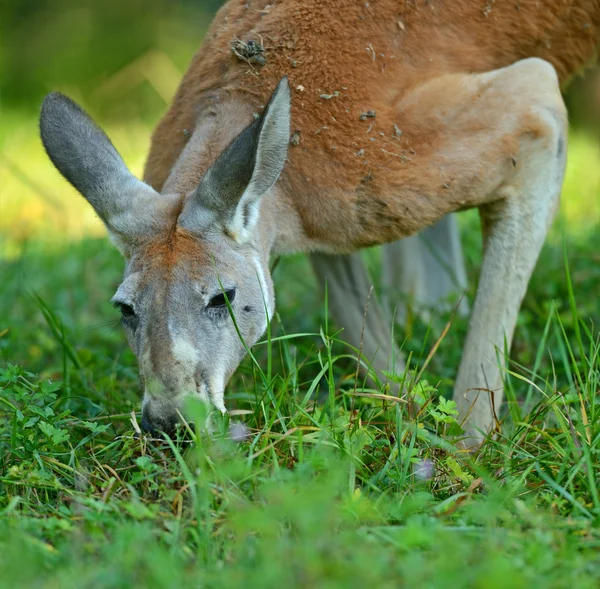 Kangaroo — Stock Photo, Image