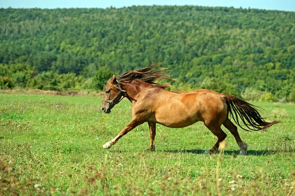 Paard boerderij — Stockfoto