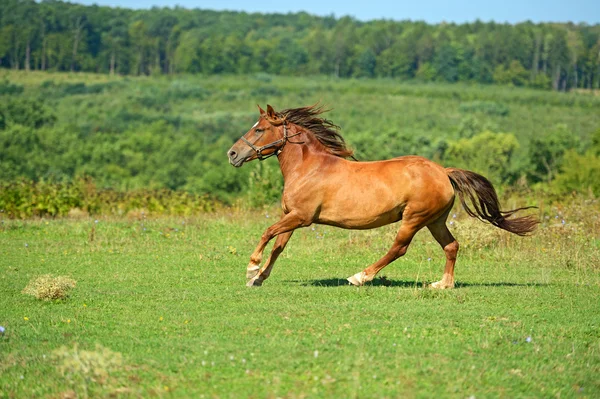 Stadnina koni — Zdjęcie stockowe