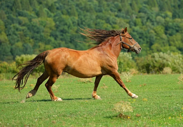 Stadnina koni — Zdjęcie stockowe