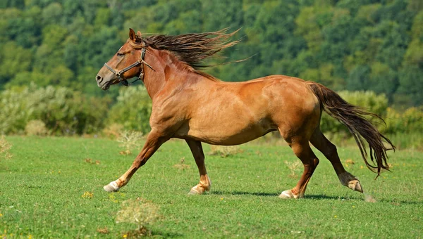 Exploração de cavalos — Fotografia de Stock