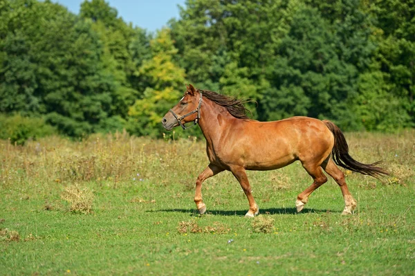 Horse Farm — Stock Photo, Image