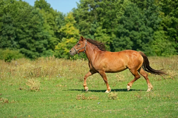 Pferdehof — Stockfoto