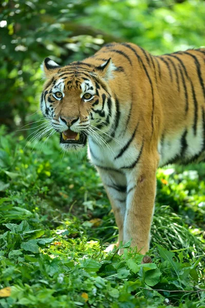 Tiger — Stockfoto