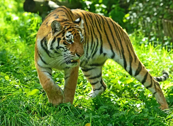 Tiger — Stockfoto