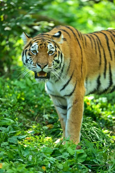 Tygři — Stock fotografie