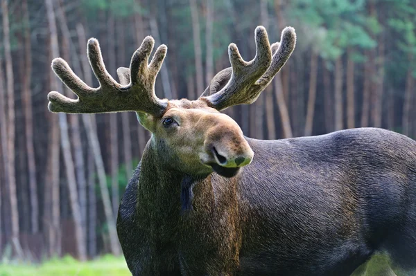 Portrait of Elk — Stock Photo, Image