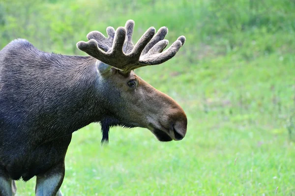 Portrait of Elk — Stock Photo, Image