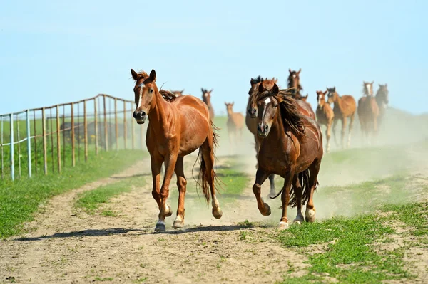 Ló-vágtában siet — Stock Fotó
