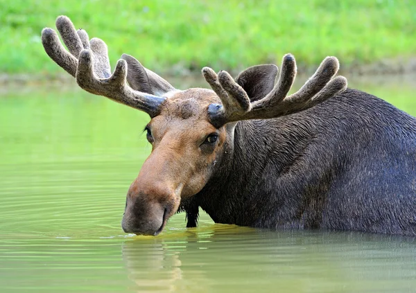 Moose in water — Stock Photo, Image