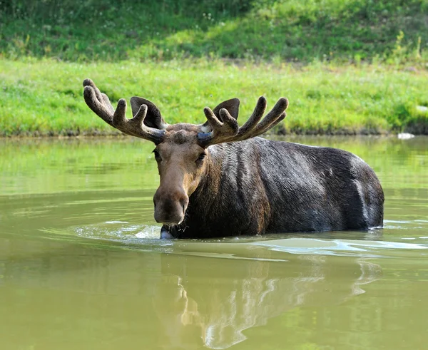 Portrait of Elk — Stock Photo, Image