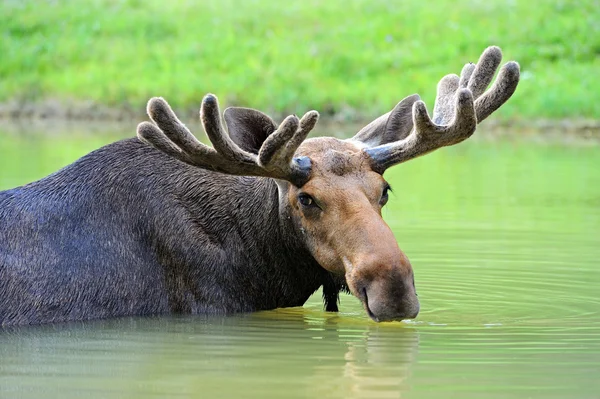 Portrait of Elk — Stock Photo, Image