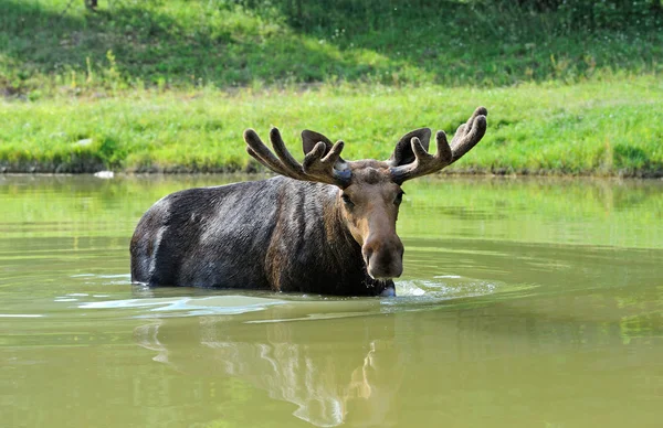 Orignal dans l'eau — Photo