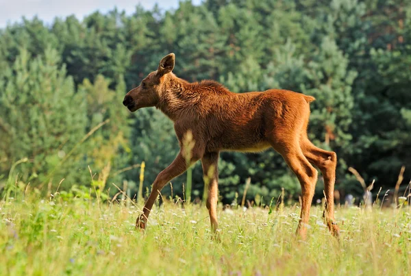 Ormanda geyik — Stok fotoğraf