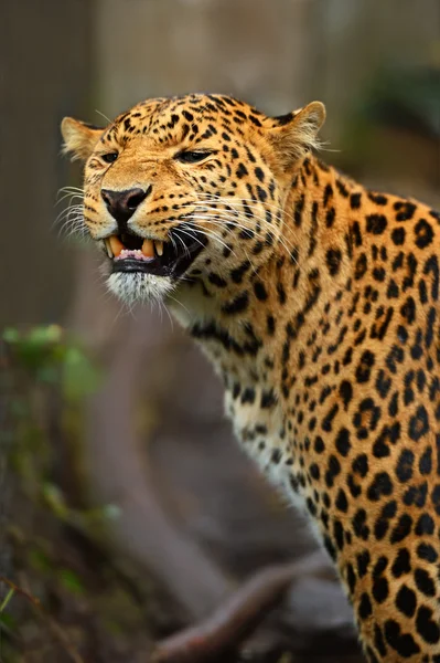 Leopard — Stockfoto