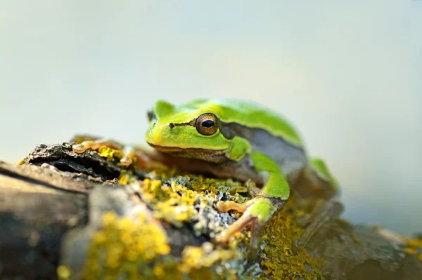 Kikker op een tak — Stockfoto