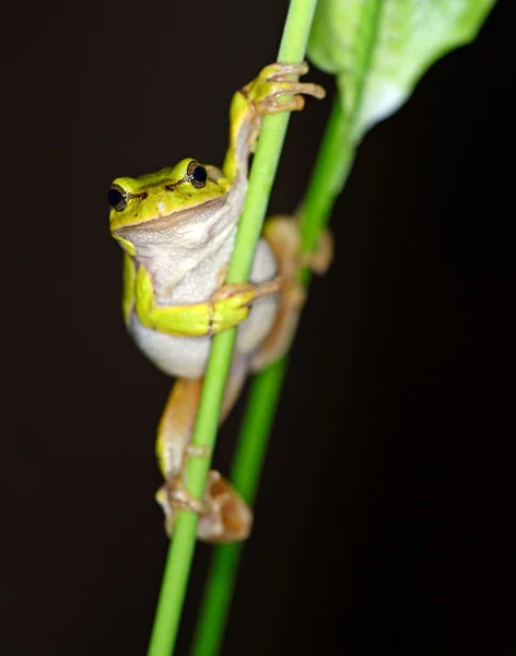 Portrait of Frog — Stock Photo, Image