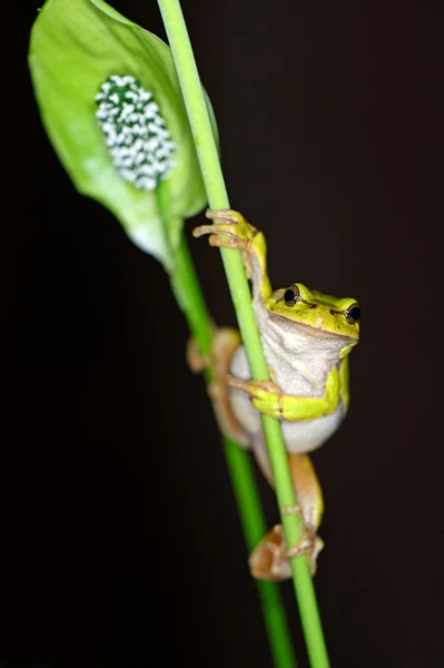 Frog on a branch — Stock Photo, Image