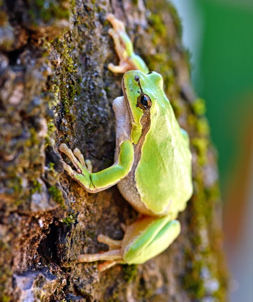 Portrait of Frog — Stock Photo, Image