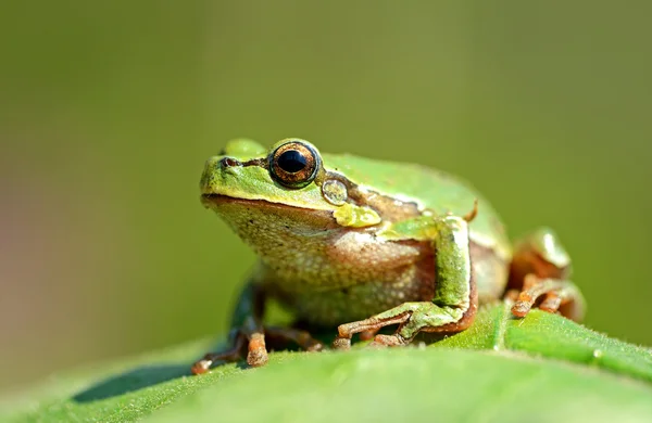 Portret żaby — Zdjęcie stockowe