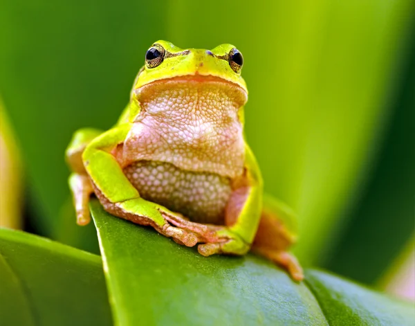 Портрет жаба — стокове фото