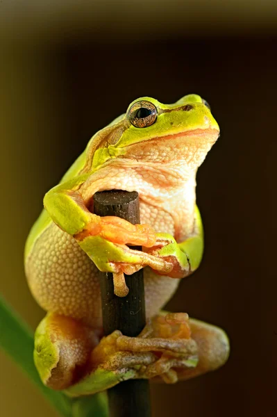 Retrato de rana — Foto de Stock