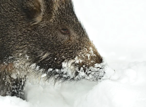 Kışın yaban domuzu — Stok fotoğraf