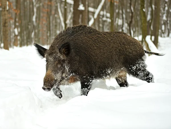 Wild boar in winter — Stock Photo, Image