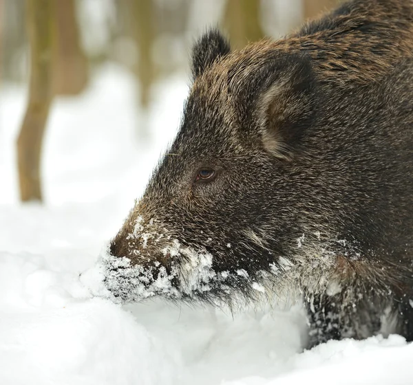 Wild boar in winter — Stock Photo, Image