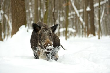 Kışın yaban domuzu