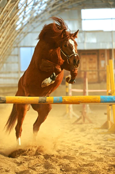 Horse Farm — Stock Photo, Image