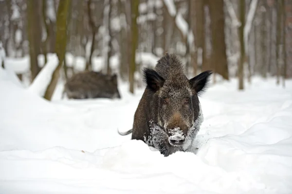 Dziki w zimie — Zdjęcie stockowe