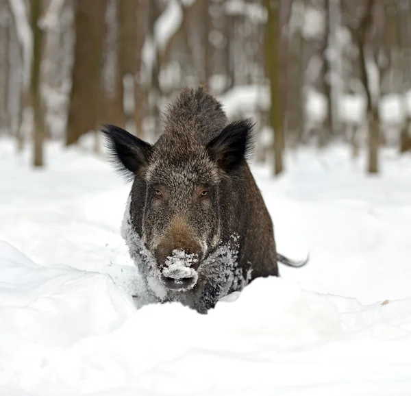 Everzwijn in de winter — Stockfoto