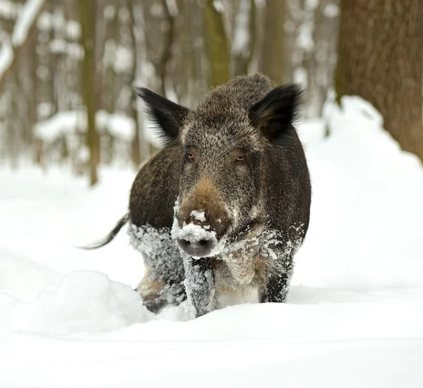 Wild boar in winter — Stock Photo, Image