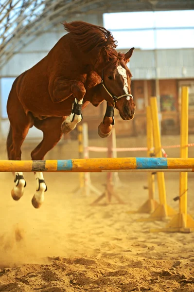 Paard boerderij — Stockfoto